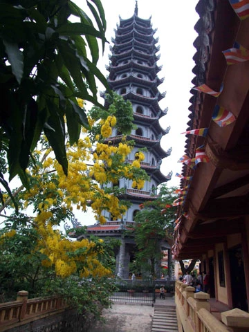 Ảnh đẹp hoa hoàng yến trước sân chùa ảnh 2