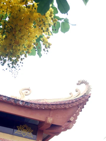 Ảnh đẹp hoa hoàng yến trước sân chùa ảnh 3