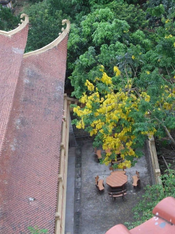 Ảnh đẹp hoa hoàng yến trước sân chùa ảnh 4