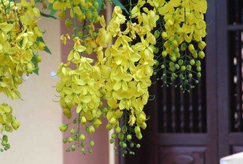 Từng chùm hoàng yến vàng rực rủ xuống bên hiên chùa. ... góp phần tạo nên vẻ đẹp cho không gian cổ kính chốn tĩnh tâm. Màu vàng của hoa, màu đỏ của ngói và gỗ... ... sự phối màu hết sức ngẫu nhiên khiến người ta không khỏi ngỡ ngàng. Hoa hoàng yến vốn mọc dại trên những cánh rừng Tây Ninh. Về đến Hà thành, loài hoa dại bỗng trở nên độc đáo. Và ngay cả khi rơi rụng và khô héo hoàng yến vẫn dữ được sắc vàng. Từng chùm hoàng yến vàng rực rủ xuống bên hiên chùa. ... góp phần tạo nên vẻ đẹp cho không gian cổ kính chốn tĩnh tâm. Màu vàng của hoa, màu đỏ của ngói và gỗ... ... sự phối màu hết sức ngẫu nhiên khiến người ta không khỏi ngỡ ngàng. Hoa hoàng yến vốn mọc dại trên những cánh rừng Tây Ninh. Về đến Hà thành, loài hoa dại bỗng trở nên độc đáo. Và ngay cả khi rơi rụng và khô héo hoàng yến vẫn dữ được sắc vàng.