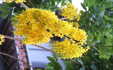 Từng chùm hoàng yến vàng rực rủ xuống bên hiên chùa. ... góp phần tạo nên vẻ đẹp cho không gian cổ kính chốn tĩnh tâm. Màu vàng của hoa, màu đỏ của ngói và gỗ... ... sự phối màu hết sức ngẫu nhiên khiến người ta không khỏi ngỡ ngàng. Hoa hoàng yến vốn mọc dại trên những cánh rừng Tây Ninh. Về đến Hà thành, loài hoa dại bỗng trở nên độc đáo. Và ngay cả khi rơi rụng và khô héo hoàng yến vẫn dữ được sắc vàng.