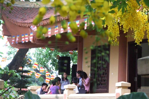 Ảnh đẹp hoa hoàng yến trước sân chùa ảnh 1