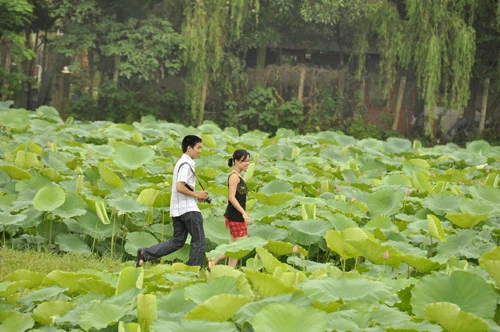 Teen Hà Nội duyên dáng giữa mùa hoa sen