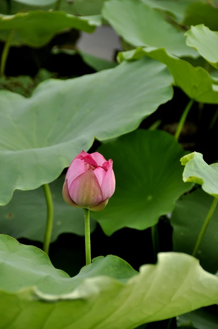 Teen Hà Nội duyên dáng giữa mùa hoa sen