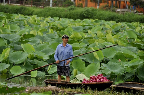 Teen Hà Nội duyên dáng giữa mùa hoa sen