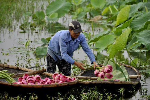 Teen Hà Nội duyên dáng giữa mùa hoa sen