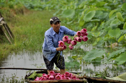 Teen Hà Nội duyên dáng giữa mùa hoa sen