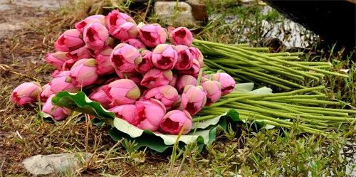 Teen Hà Nội duyên dáng giữa mùa hoa sen