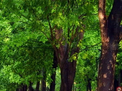 Mùa xà cừ thay lá ảnh 1