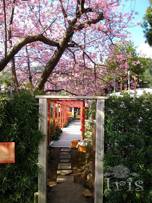 Ngõ hoa đơn giản mà đẹp vô cùng dẫn vào các ngôi nhà ở Izu.