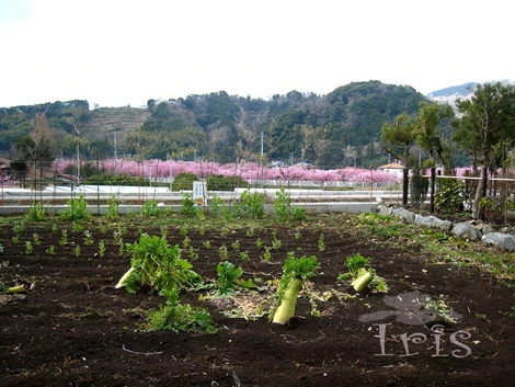 Ruộng củ cải, thành quả lao động của người nông dân Nhật Bản.