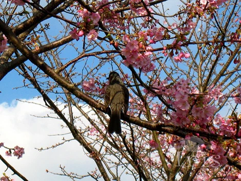 Ngắm hoa, nghe chim hót.