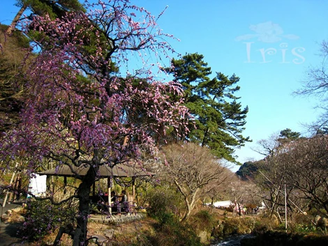 Những quán nhỏ được dựng lên cạnh các gốc anh đào già tạo nên những điểm xum họp gia đình lý tưởng cho các gia đình Nhật Bản.