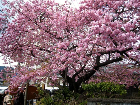 Một gốc anh đào khá to đang nở bung hàng ngàn cánh hoa rực rỡ.