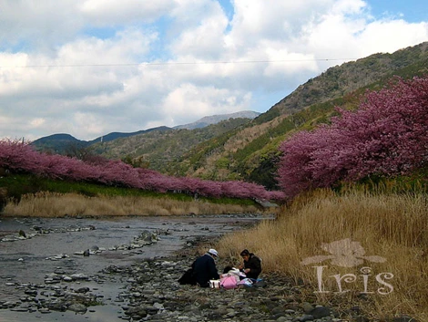 Cắm trại bên suối để thưởng thức cảnh đẹp như thiên đường mỗi khi đến mùa hoa anh đào nở.