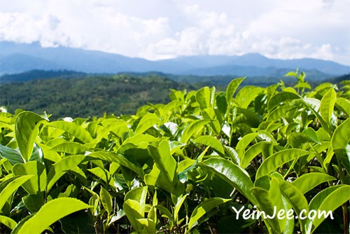 Hương sắc trà Việt ảnh 10