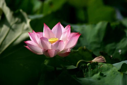 Thanh cao mùa sen Hà Thành ảnh 10