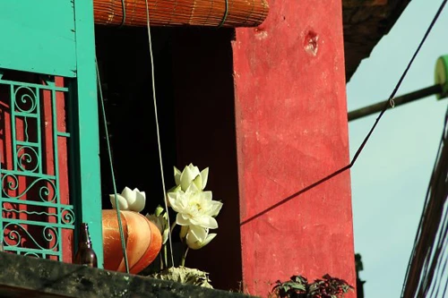 Thanh cao mùa sen Hà Thành ảnh 17