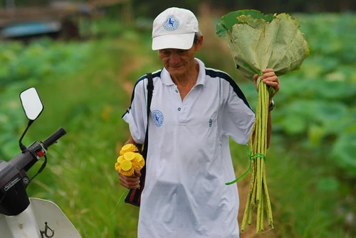 Thanh cao mùa sen Hà Thành ảnh 6