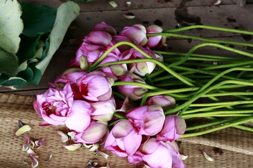 Thanh cao mùa sen Hà Thành ảnh 14