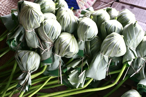 Thanh cao mùa sen Hà Thành ảnh 13