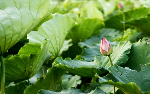 Hà Nội mùa sen ảnh 1