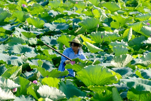 Người hái sen luôn bắt đầu công việc từ rất sớm để hái được những bông sen mới nở với hương thơm toàn vẹn nhất.