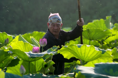 Công việc hái sen thường dành cho đàn ông bởi cần sức khỏe để chèo thuyền quanh hồ.