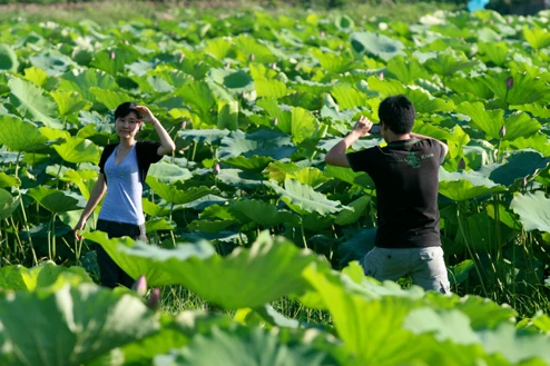 Nhiều bạn trẻ đến hồ sen để thưởng ngoạn và ghi lại những hình ảnh lãng mạn bên loài hoa này.