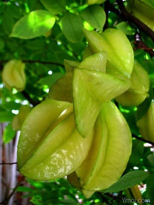 Chữa nhiệt miệng mùa nắng nóng ảnh 2