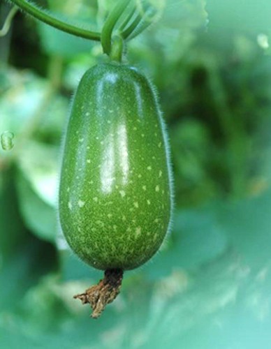 Vài cách dùng bí đao giải khát chữa bệnh ảnh 1 Vài cách dùng bí đao giải khát chữa bệnh ảnh 1