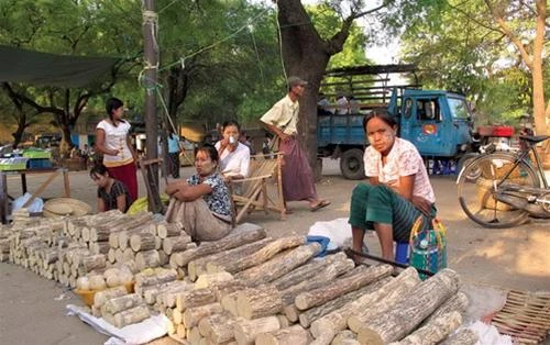 Gỗ cây Thanakha bán trong chợ thị trấn Nyaung Oo