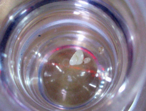 Long trọng cung rước Xá lợi Phật về an vị tại chùa An Phú (Kim Quy Tự)