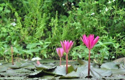 Chùa Hương mùa không trẩy hội ảnh 5 Chùa Hương mùa không trẩy hội ảnh 5