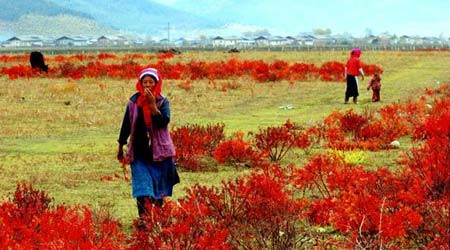 Shangrila - Đường chân trời đã mất - Tin180.com (Ảnh 6)