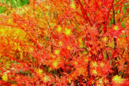 Shangrila - Đường chân trời đã mất - Tin180.com (Ảnh 11)