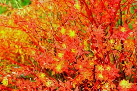 Shangrila - Đường chân trời đã mất - Tin180.com (Ảnh 11)