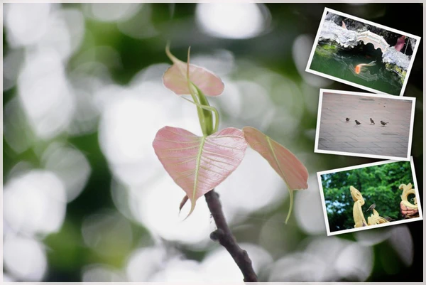 Trong tiếng kinh cầu, tiếng chuông chùa văng vẳng, cảnh vật nơi sân chùa trở nên bình yên, thanh tịnh