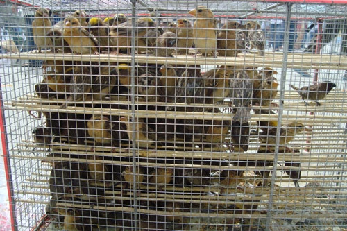 Người dân TP HCM tấp nập vào chùa trong lễ Vu Lan