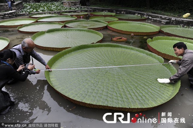 Lá sen vua có đường kính 2,63 mét, có thể chịu được trọng lượng lên đến trên 100 kg. Lá sen vua có đường kính 2,63 mét, có thể chịu được trọng lượng lên đến trên 100 kg.