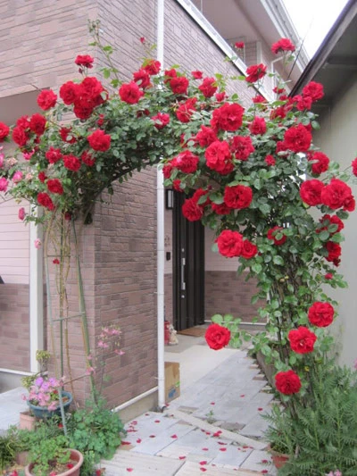 Hàng rào hoa hồng đẹp như mơ ảnh 15