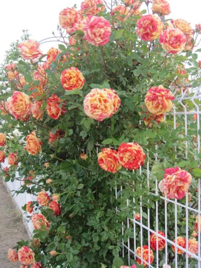 Hàng rào hoa hồng đẹp như mơ ảnh 14