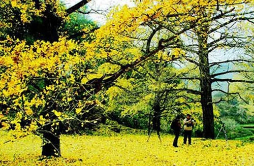 Lá phong đỏ trên núi Hương Sơn, Bắc Kinh. Ngắm lá bulo vàng rực vào cuối tháng 9, đầu tháng 10 ở vùng đồng cỏ Bá Thượng, tỉnh Hồ Bắc. Tới núi Tê Hà, Giang Tô, ngắm rừng phong đỏ rực vào cuối tháng 11, đầu tháng 12. Công viên rừng quốc gia ở Quảng Đông cũng là địa điểm thú vị để ngắm lá phong. Làng Changxi, huyện Vụ Nguyên, Giang Tây có vẻ đẹp ấn tượng của lá phong đỏ đối lập với vẻ cổ kính của những ngôi nhà theo kiến trúc Hồi. Khoảng tháng 12, rừng cây bạch quả chuyển màu vàng rượi tại làng Haiyang, tỉnh Quảng Tây. Miyaluo ở tỉnh Tứ Xuyên cũng là nơi tuyệt vời để ngắm lá phong, lá bulo, vào khoảng tháng 11 và 12. Thung lũng Jiuzhai, Tứ Xuyên có cảnh đẹp quyến rũ bởi màu sắc đối lập giữa lá phong đỏ và nước hồ trong xanh. Thời điểm lý tưởng nhất để ngắm cảnh là vào tháng 11. Rừng cây dương chuyển vàng rực vào tháng 11 ở Ejinaqi, Nội Mông.