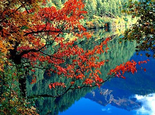 Lá phong đỏ trên núi Hương Sơn, Bắc Kinh. Ngắm lá bulo vàng rực vào cuối tháng 9, đầu tháng 10 ở vùng đồng cỏ Bá Thượng, tỉnh Hồ Bắc. Tới núi Tê Hà, Giang Tô, ngắm rừng phong đỏ rực vào cuối tháng 11, đầu tháng 12. Công viên rừng quốc gia ở Quảng Đông cũng là địa điểm thú vị để ngắm lá phong. Làng Changxi, huyện Vụ Nguyên, Giang Tây có vẻ đẹp ấn tượng của lá phong đỏ đối lập với vẻ cổ kính của những ngôi nhà theo kiến trúc Hồi. Khoảng tháng 12, rừng cây bạch quả chuyển màu vàng rượi tại làng Haiyang, tỉnh Quảng Tây. Miyaluo ở tỉnh Tứ Xuyên cũng là nơi tuyệt vời để ngắm lá phong, lá bulo, vào khoảng tháng 11 và 12. Thung lũng Jiuzhai, Tứ Xuyên có cảnh đẹp quyến rũ bởi màu sắc đối lập giữa lá phong đỏ và nước hồ trong xanh. Thời điểm lý tưởng nhất để ngắm cảnh là vào tháng 11. Rừng cây dương chuyển vàng rực vào tháng 11 ở Ejinaqi, Nội Mông.