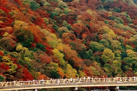 Koyo - mùa lá đỏ ảnh 3