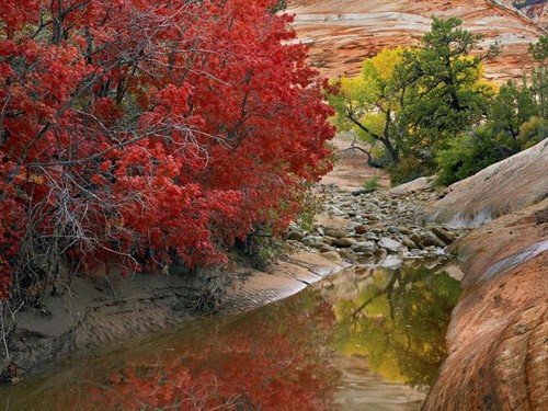Cây phong Nhật Bản ở North Carolina. Gấu xám Alaska. Cây phong đỏ rực ở Utah. Hồ Eagle ở Maine. Rừng cây dương lá rung ở Colorado. Núi Marcellina, Colorado. Thung lũng Shenandoah ở Virginia. Công viên Denali State, Alaska. Công viên Trung tâm, New York. Portland, Maine. Cây phong Nhật Bản ở North Carolina. Gấu xám Alaska. Cây phong đỏ rực ở Utah. Hồ Eagle ở Maine. Rừng cây dương lá rung ở Colorado. Núi Marcellina, Colorado. Thung lũng Shenandoah ở Virginia. Công viên Denali State, Alaska. Công viên Trung tâm, New York. Portland, Maine.