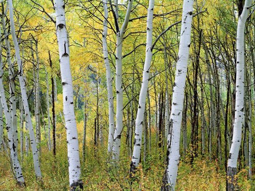 Cây phong Nhật Bản ở North Carolina. Gấu xám Alaska. Cây phong đỏ rực ở Utah. Hồ Eagle ở Maine. Rừng cây dương lá rung ở Colorado. Núi Marcellina, Colorado. Thung lũng Shenandoah ở Virginia. Công viên Denali State, Alaska. Công viên Trung tâm, New York. Portland, Maine. Cây phong Nhật Bản ở North Carolina. Gấu xám Alaska. Cây phong đỏ rực ở Utah. Hồ Eagle ở Maine. Rừng cây dương lá rung ở Colorado. Núi Marcellina, Colorado. Thung lũng Shenandoah ở Virginia. Công viên Denali State, Alaska. Công viên Trung tâm, New York. Portland, Maine.