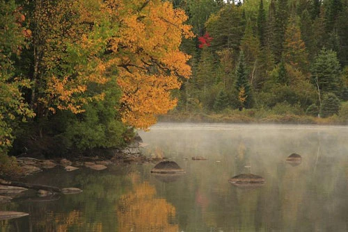 Vàng rực sắc thu