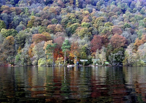 Vàng rực sắc thu