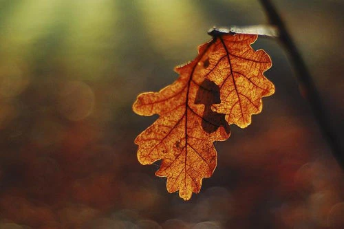 Vàng rực sắc thu